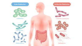 Darmflora: Die Macht der Darmbakterien