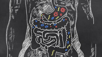 Immunsystem & Darmflora