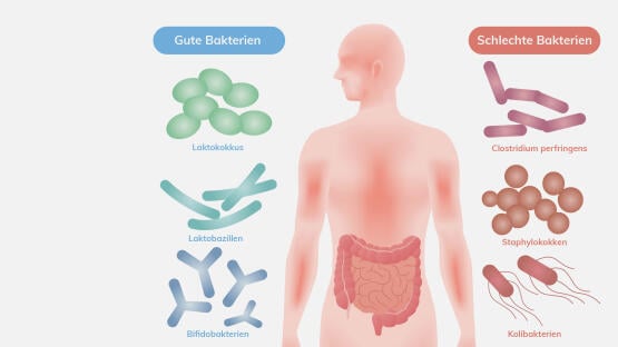 Die Macht der Darmbakterien