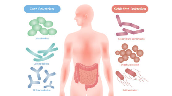 Die Macht unserer Darmbakterien