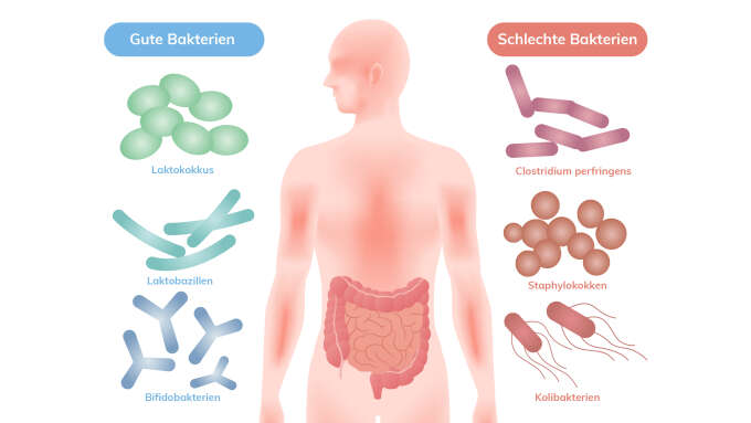 2 Stunden Nach Antibiotika Durchfall Wirkung www.darmflora-ratgeber.de